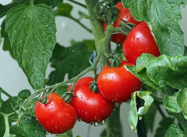Подкормка рассады помидор для крупного и здорового плода