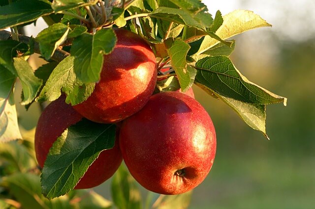 Уход за яблоней для плодородного урожая